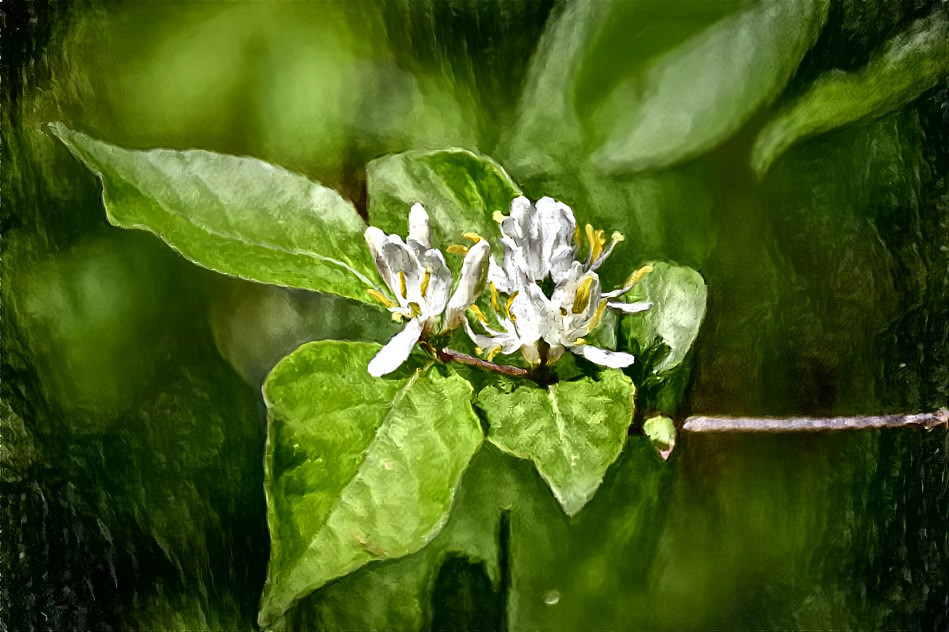 Honeysuckle 