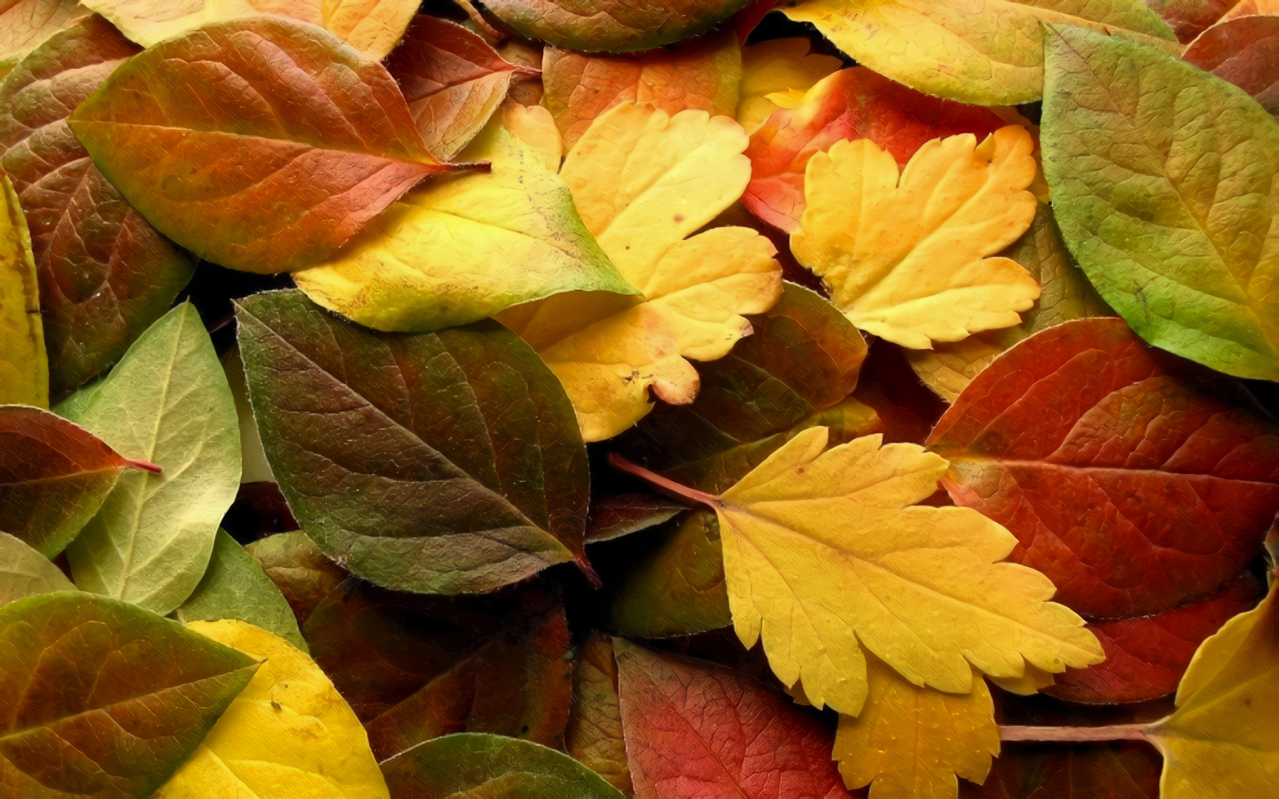 Fall Leaves, Red, Yellow, Green