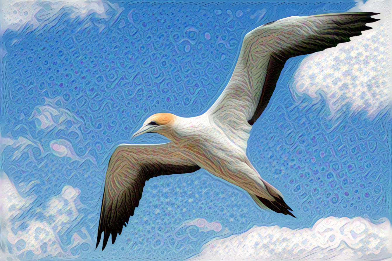 Northern Gannet