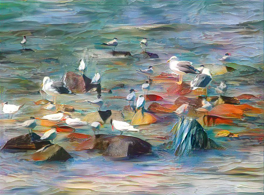 Among the terns. La Paz, Baja California Sur