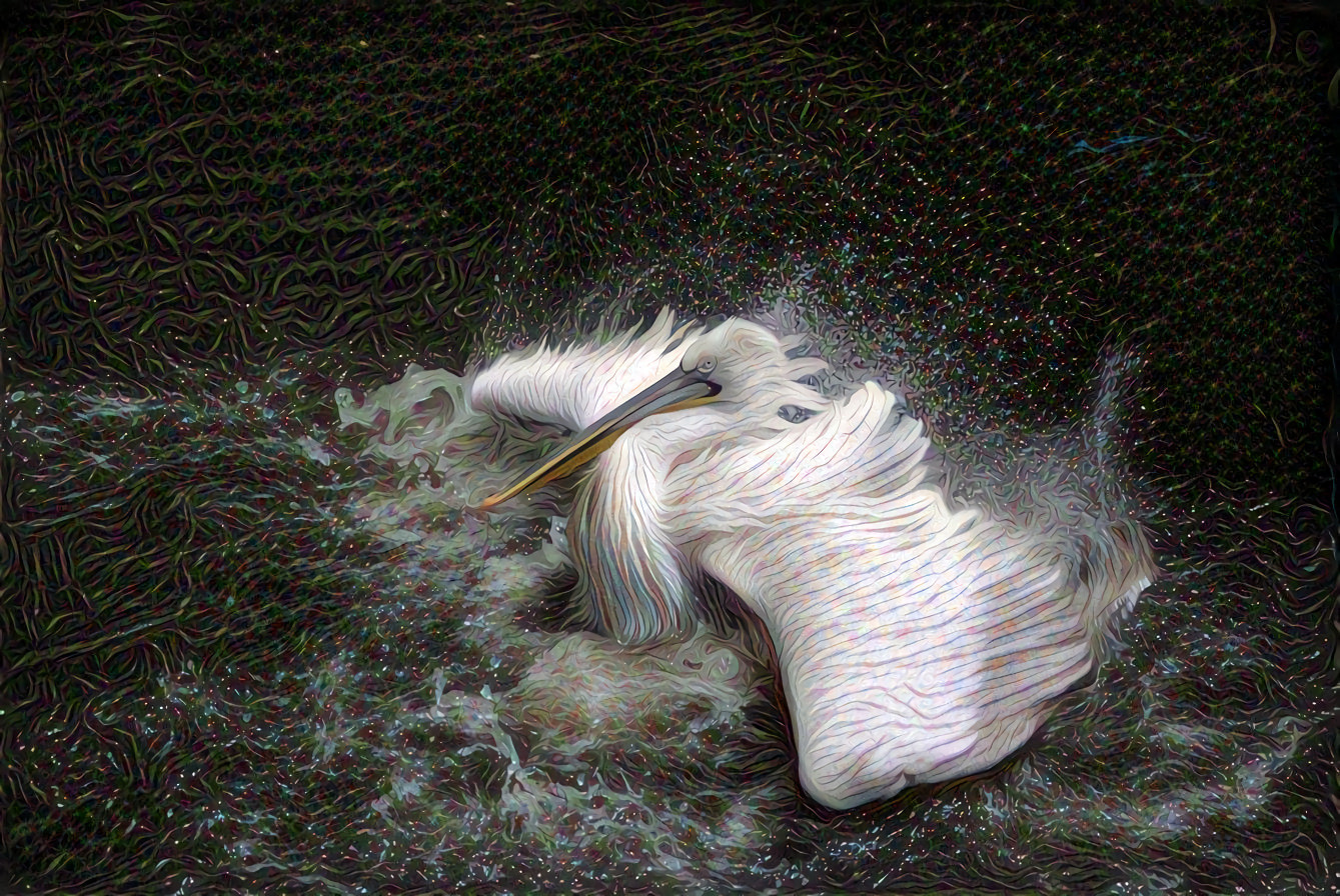 Pelican Splash