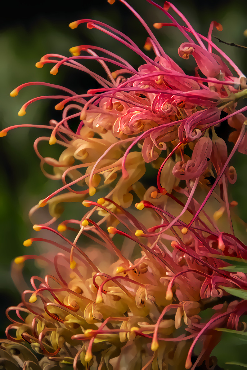 Australian Grevillea