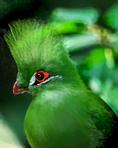 Green Touraco