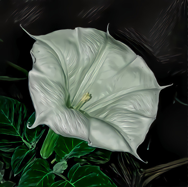 Datura