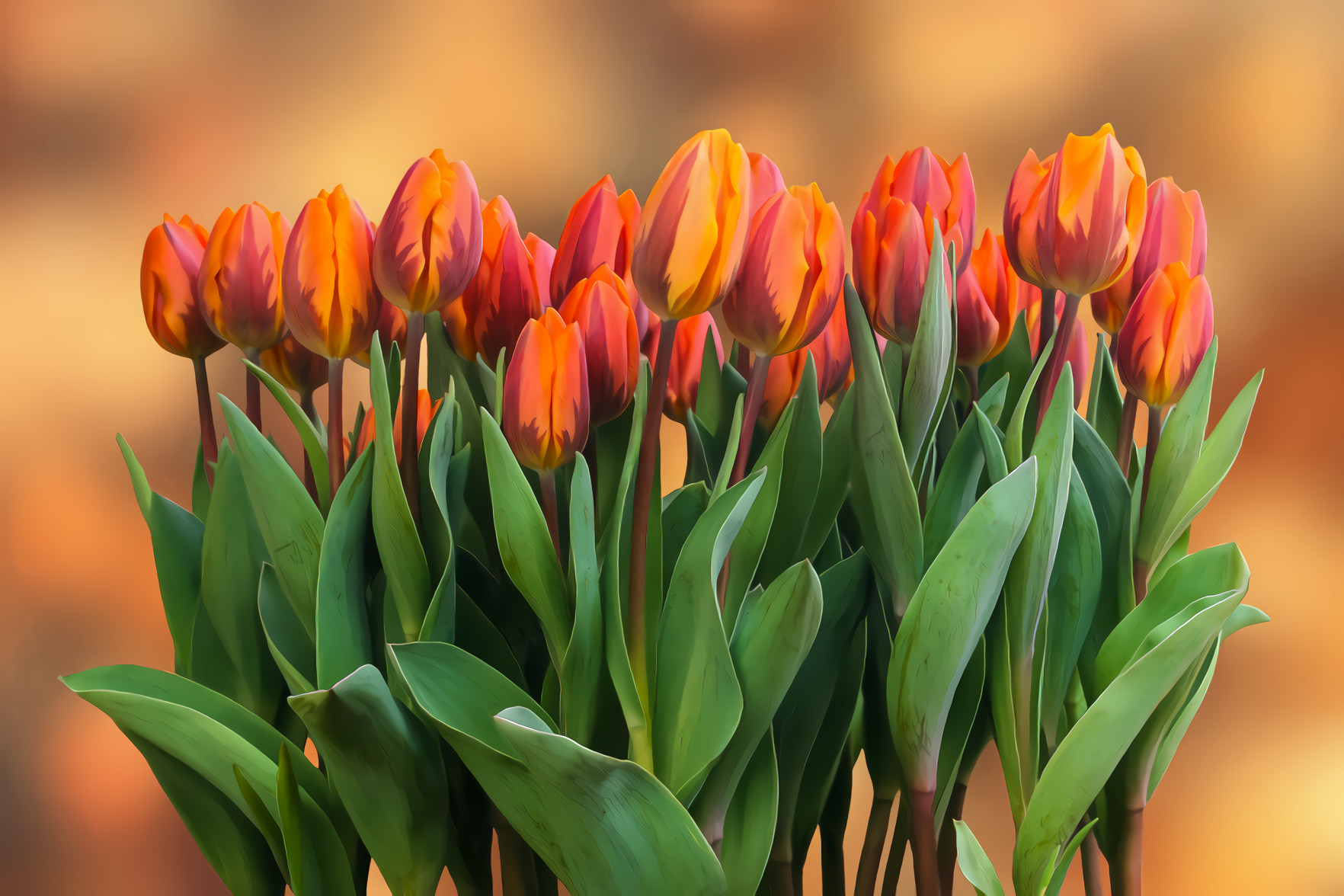 Orange and Yellow Tulips