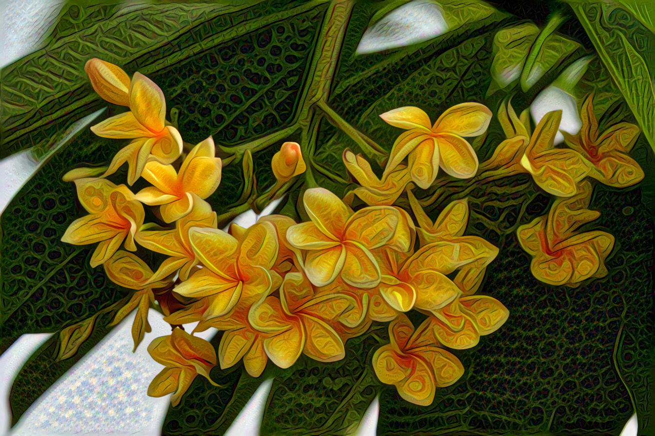 Plumeria, Yellow Franjipani of Bali