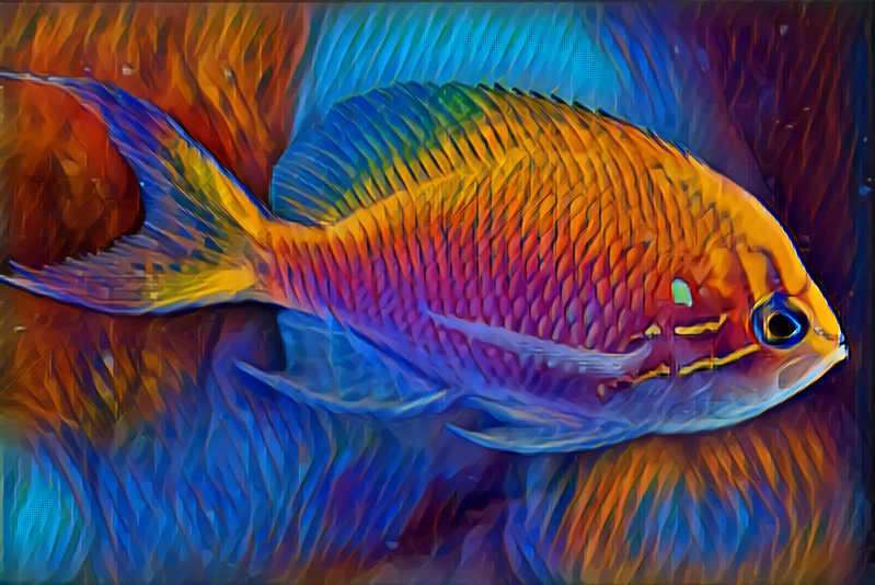 Colorful Fish