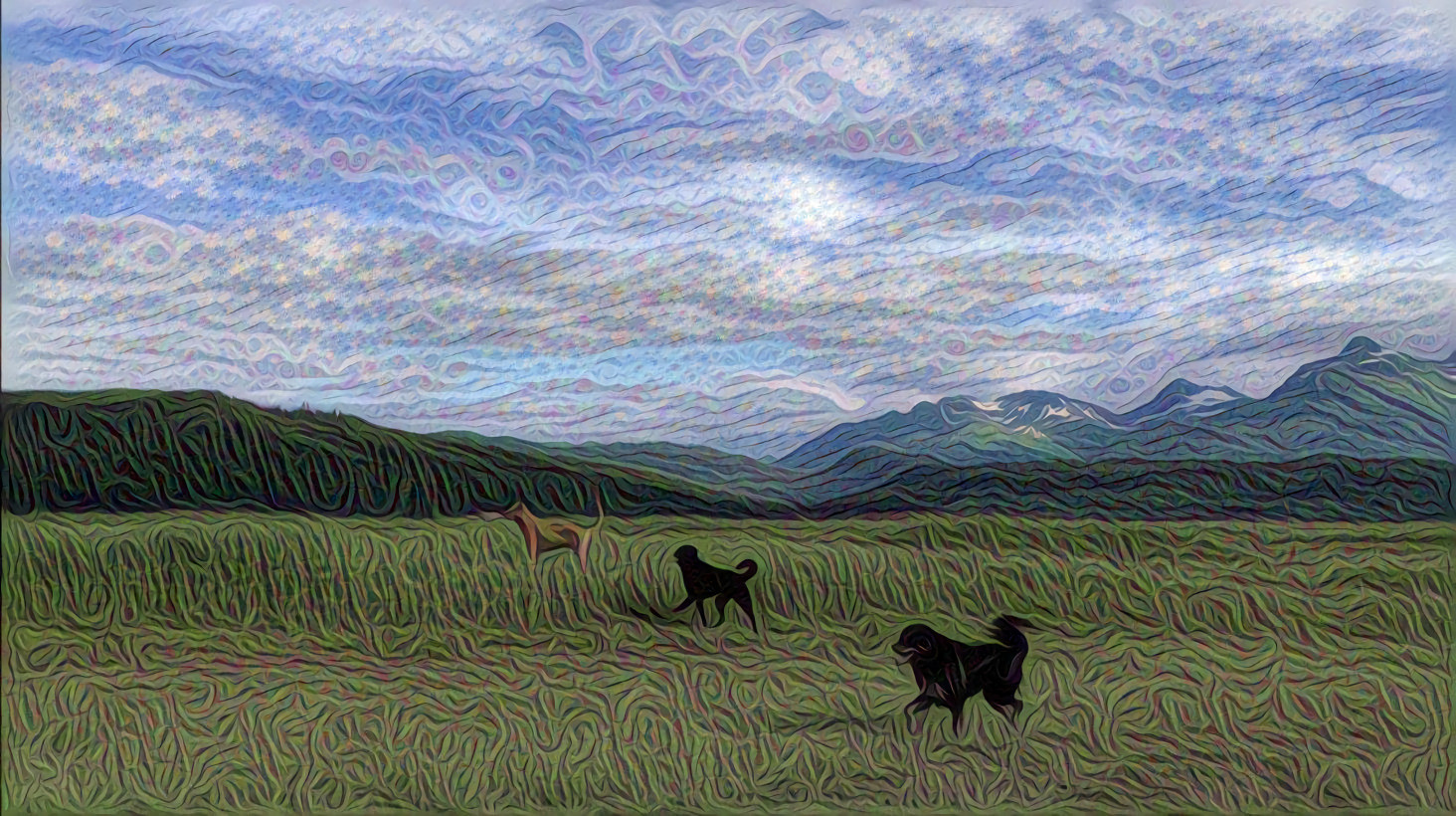 Alaskan Dogs in a Field