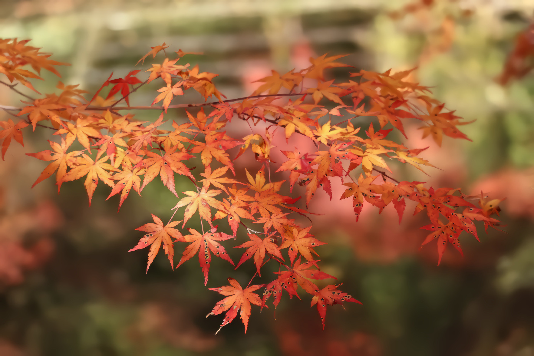 Autumn Maple Leaves