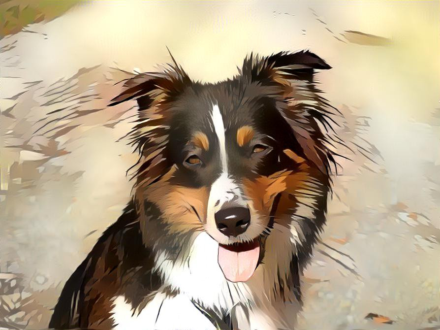 Unica, Australian Shepherd