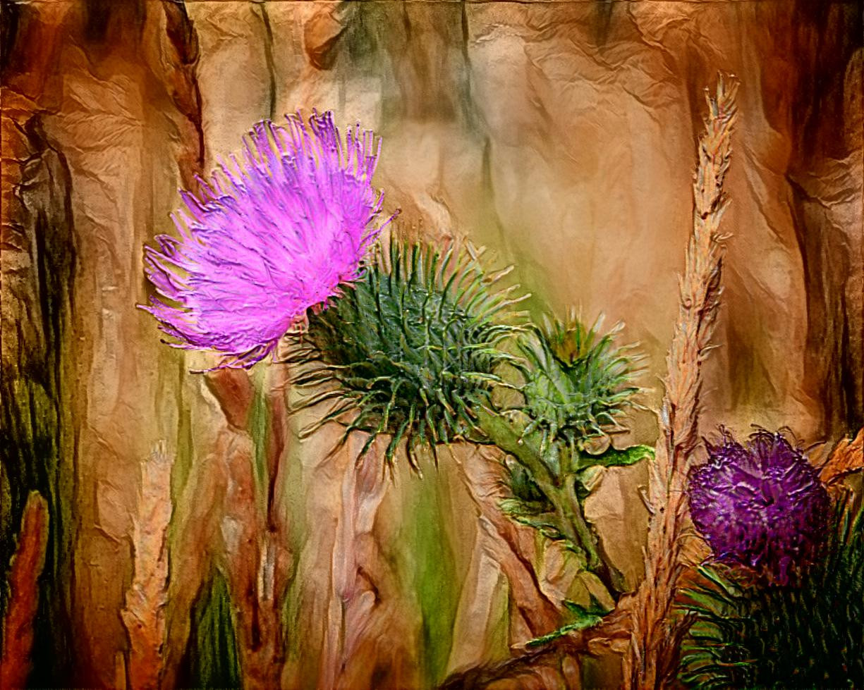 Thistle