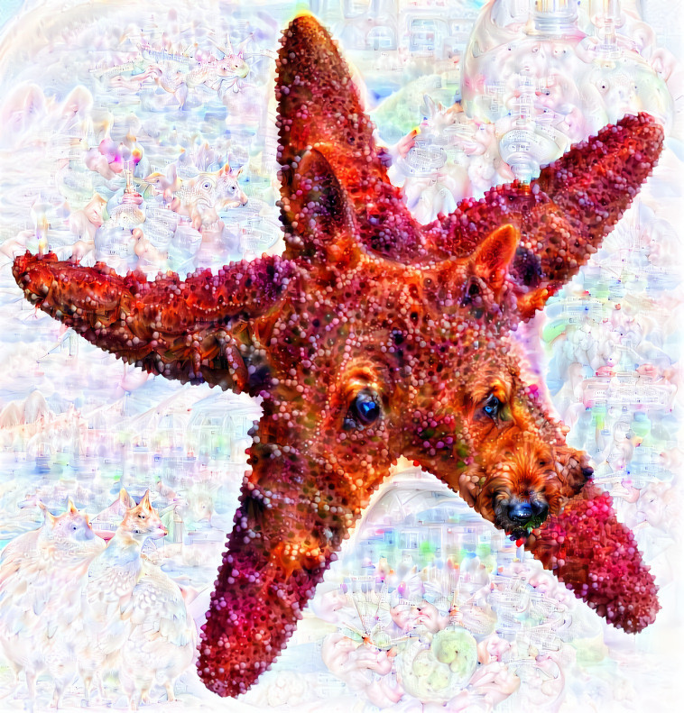 starfish