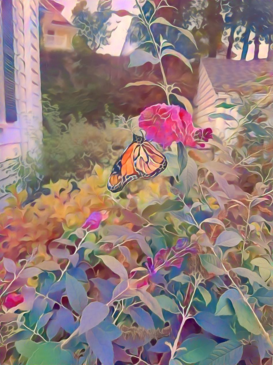 Butterfly