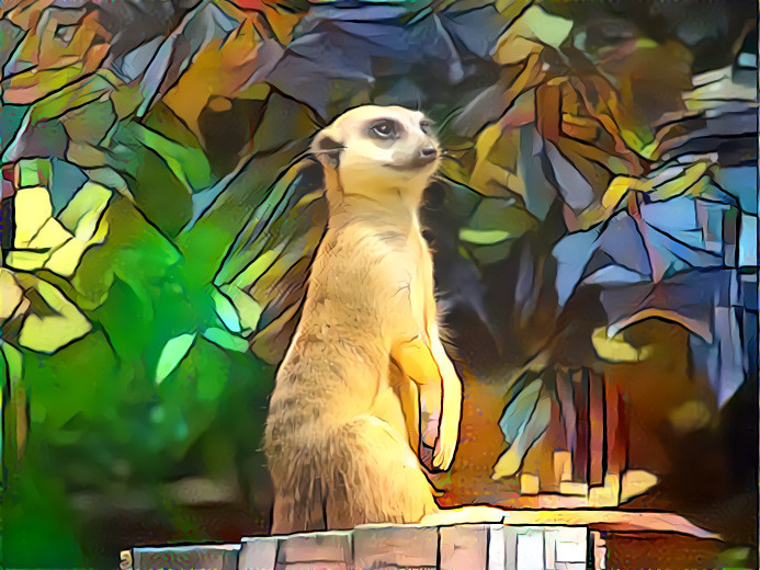 Meerkat at Marwell Zoo, UK