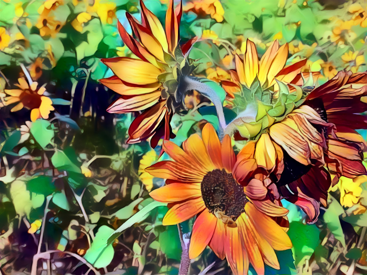 Sunflower day dream