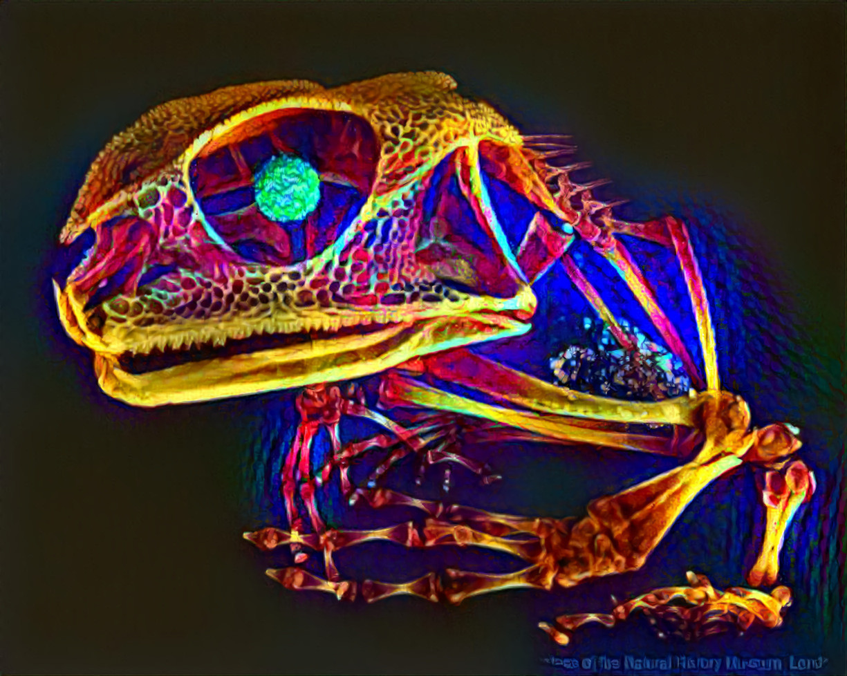 Frog Skeleton