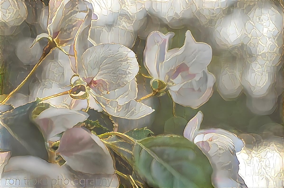 Apple Blossoms Ethereal