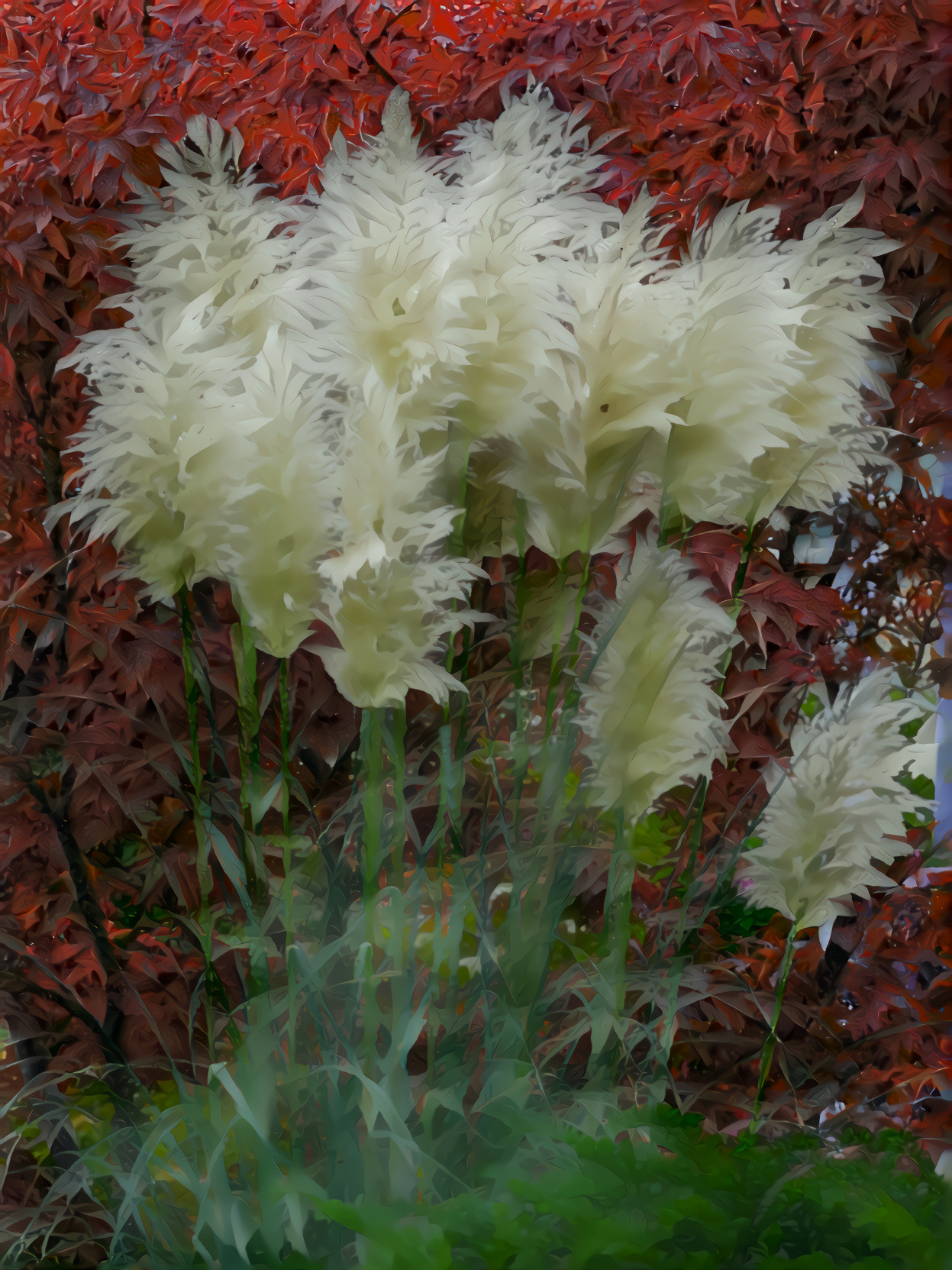 White Pampas Grass, Red Autumn Leaves