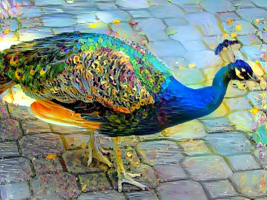 Peacock