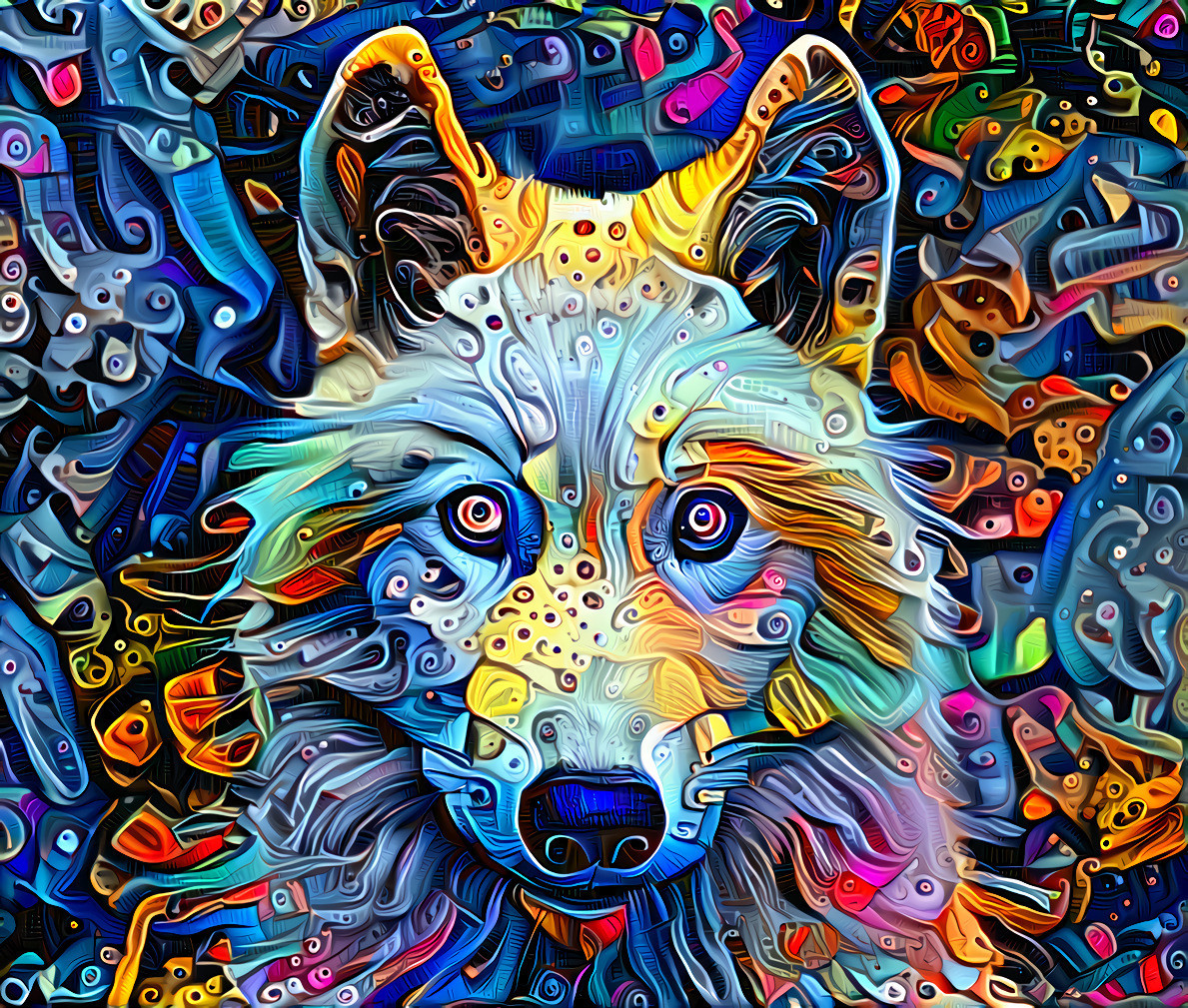 Magic dog