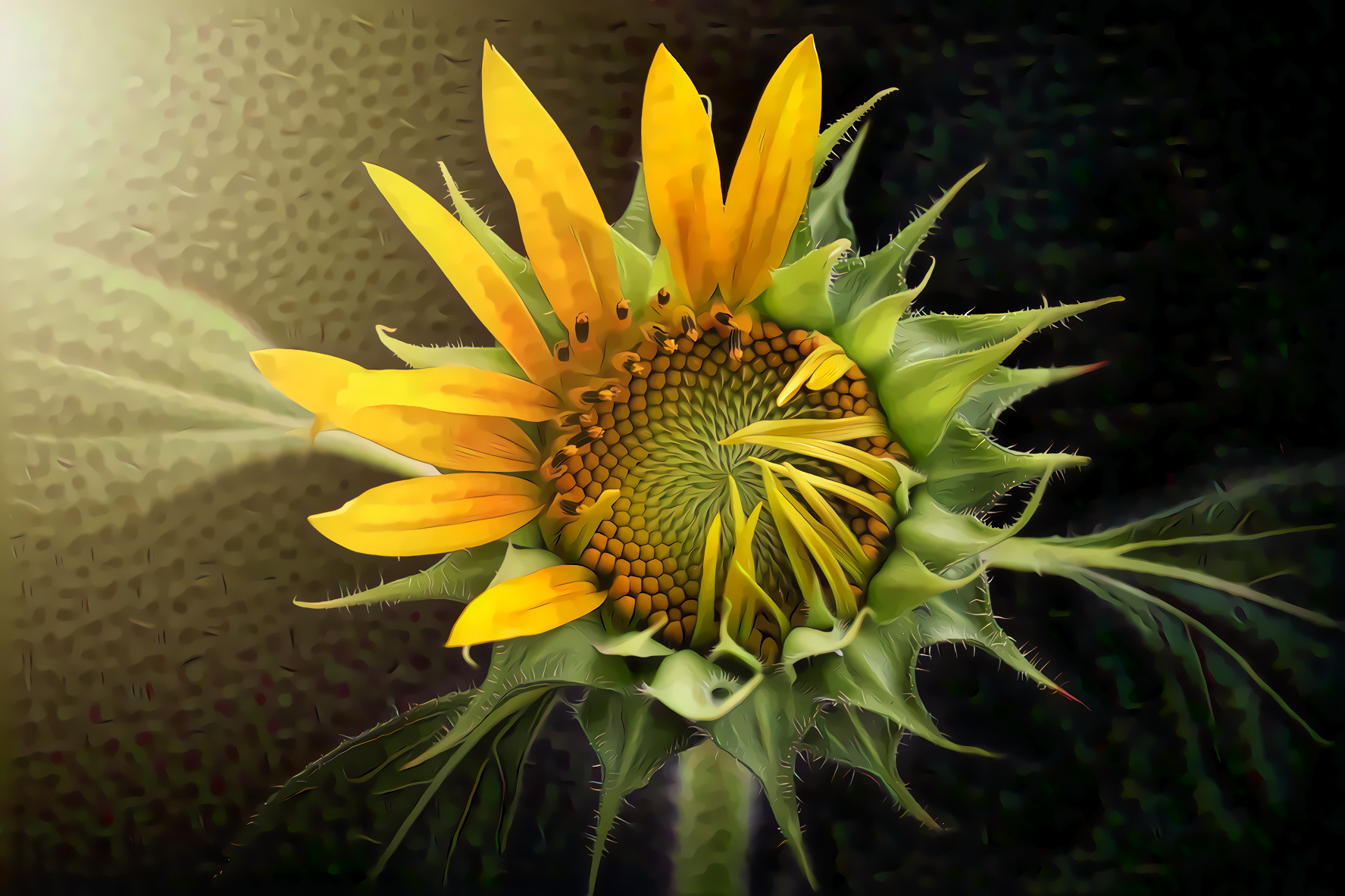 Beautiful Sunflower