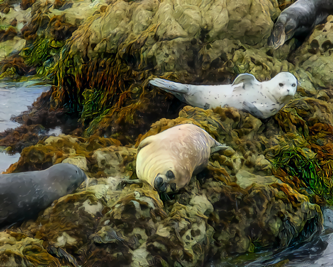 Sea Lions, Carmel.  Source is my own photo.