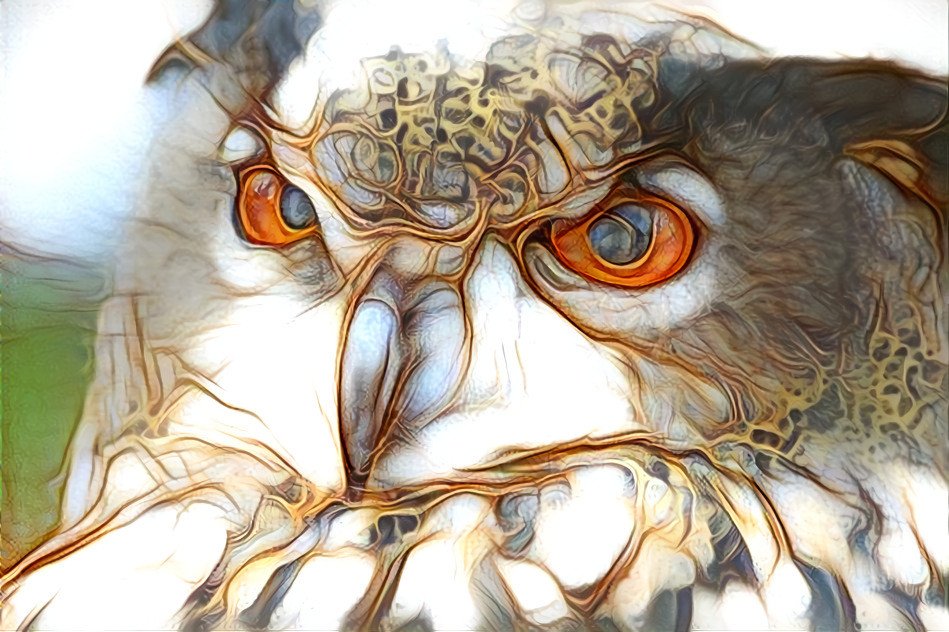 Owl