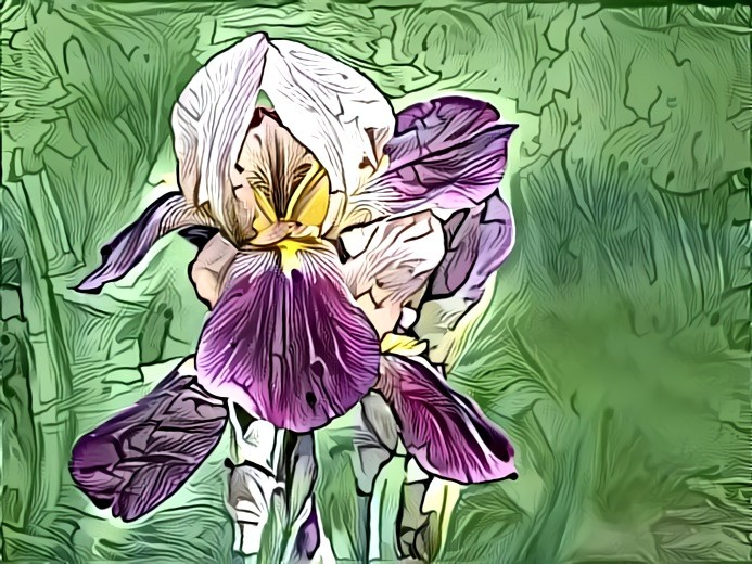 Iris