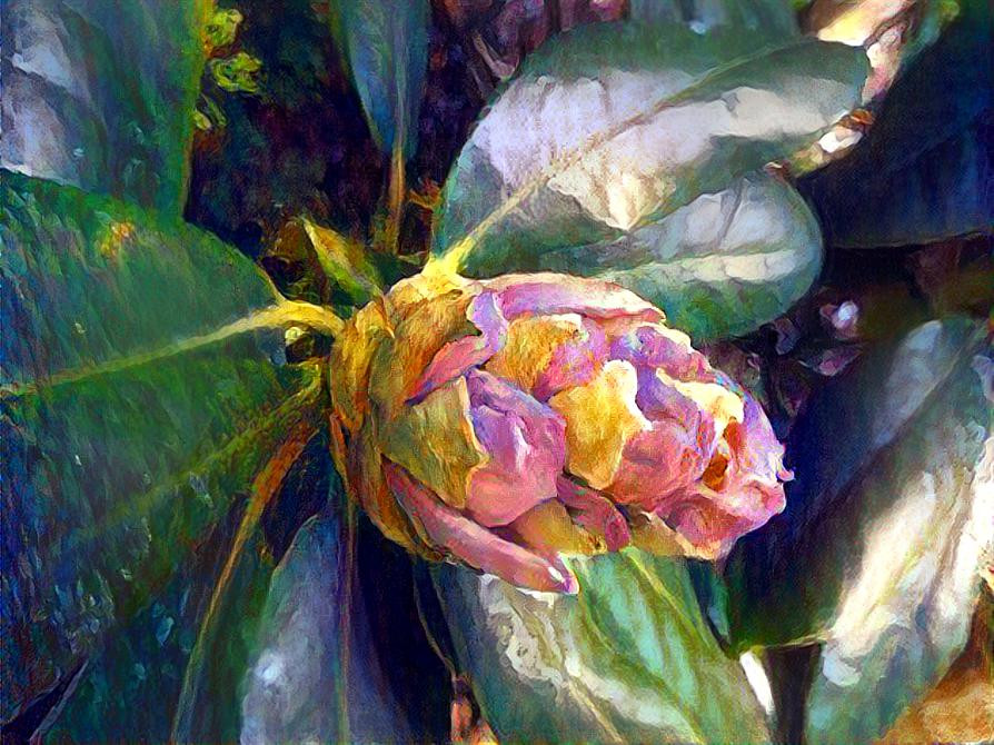 Emerging Rhododendron