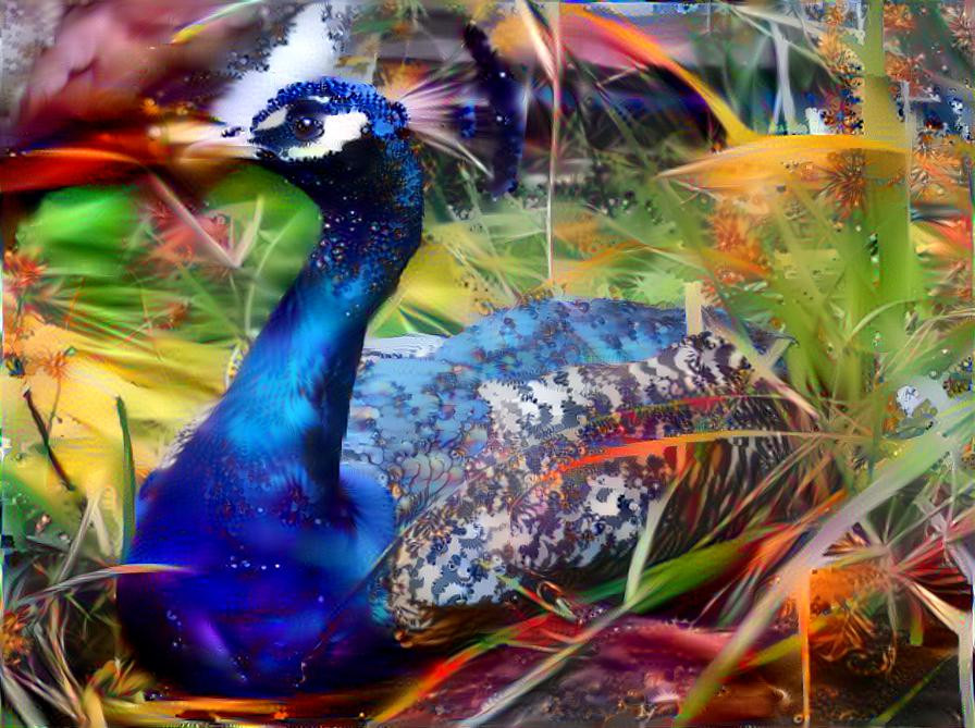 Resting Peacock