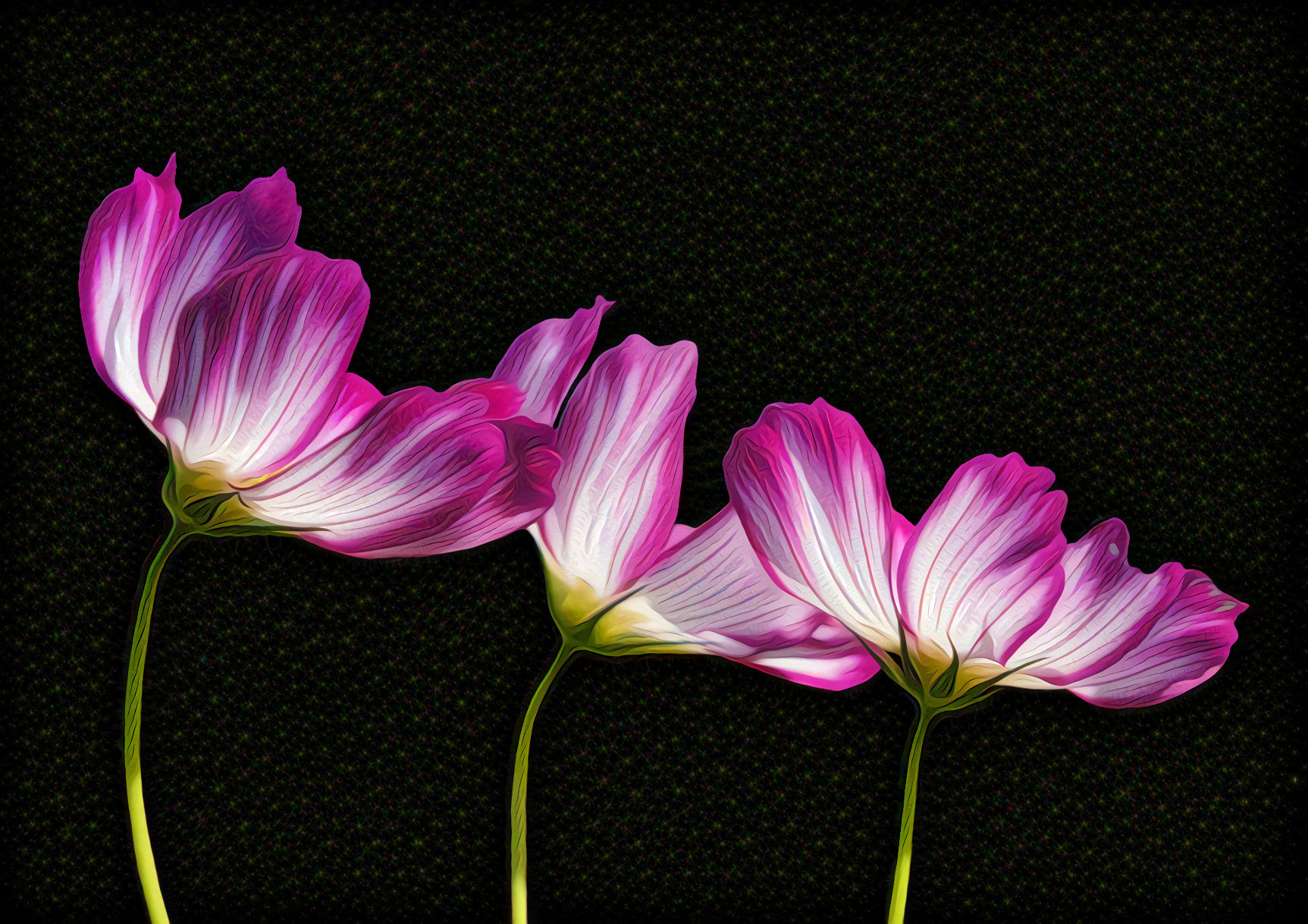 Deep Pink and White Flowers