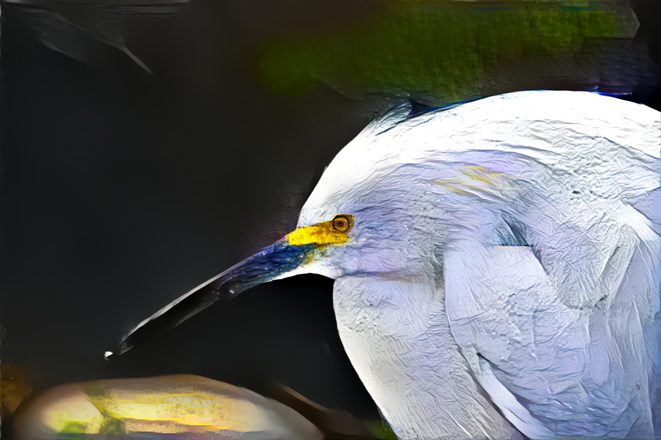 Egretta thula