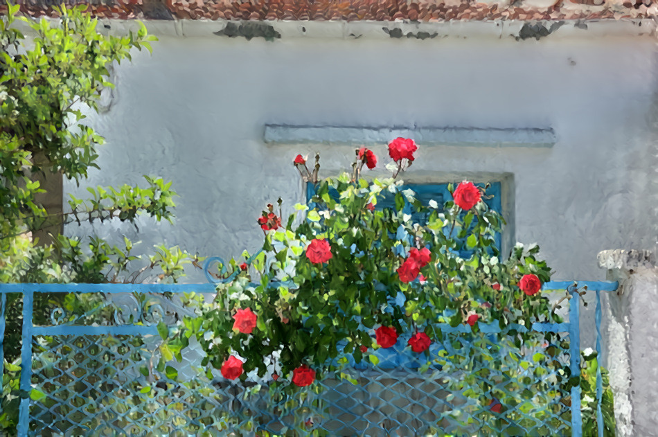 Red Roses on a Fence