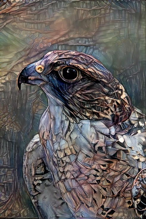 DDG Red Tail Hawk