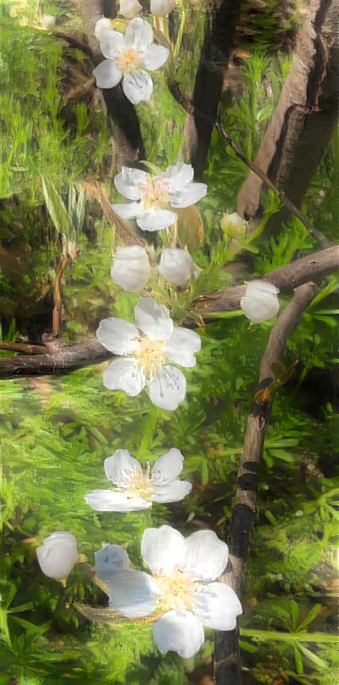 Spring Blossoms