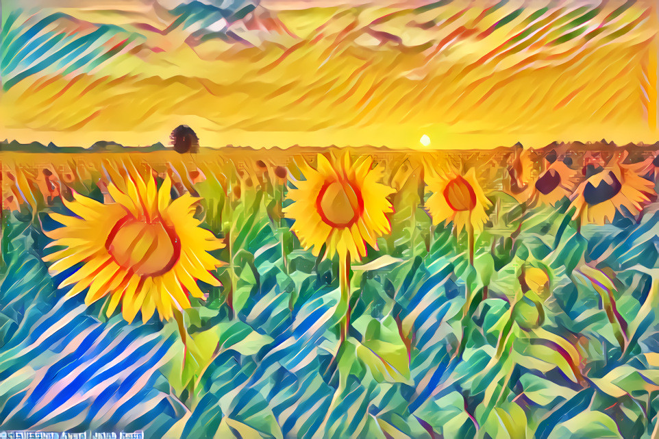 Sunflower Dream 2