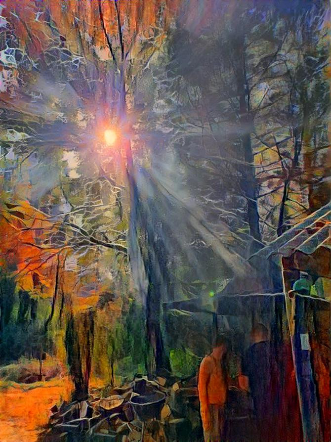 The sun in the trees 