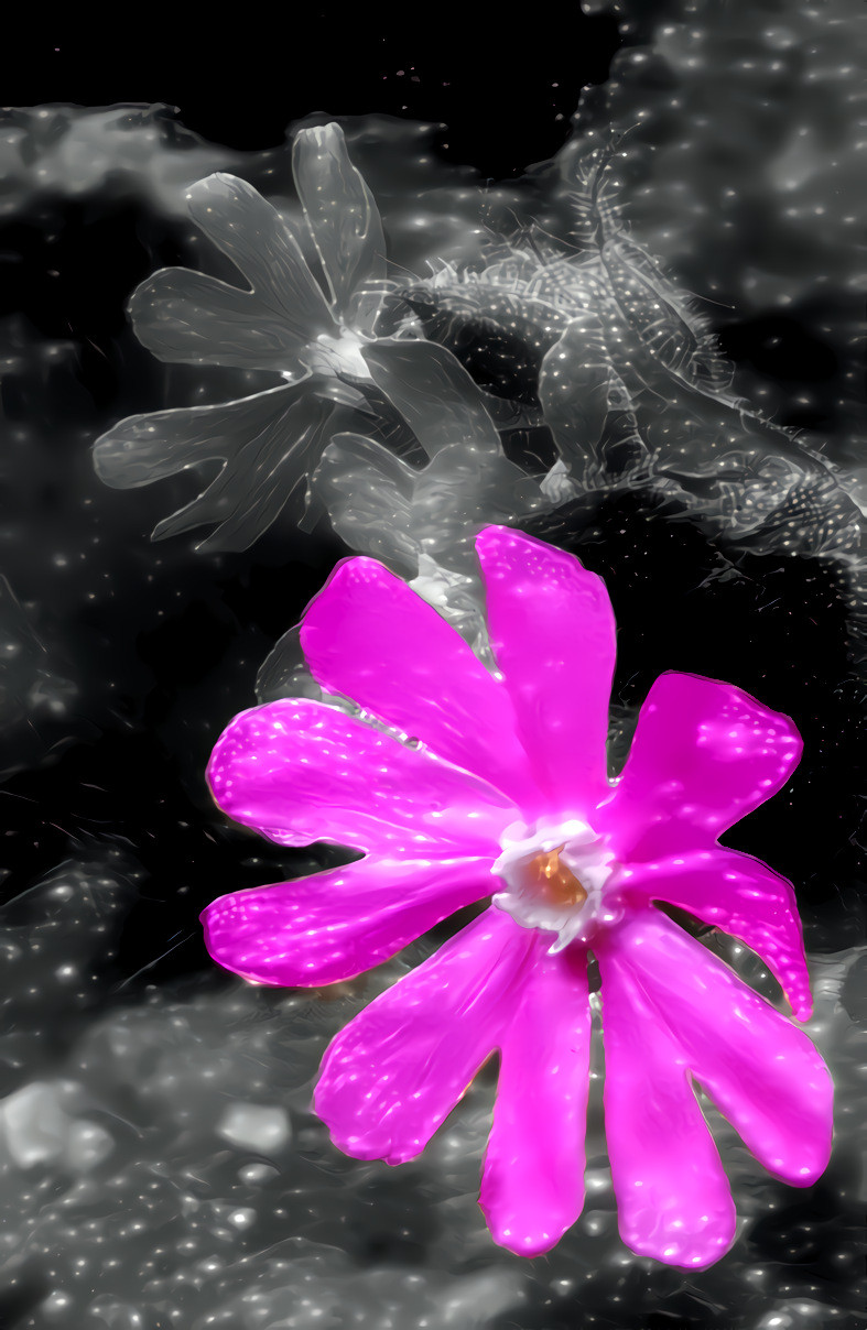 8 May 2020 - small pink flower from today's walk