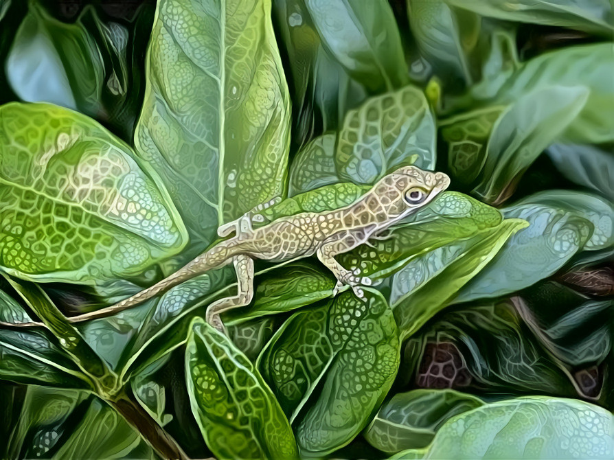 Garden Gator