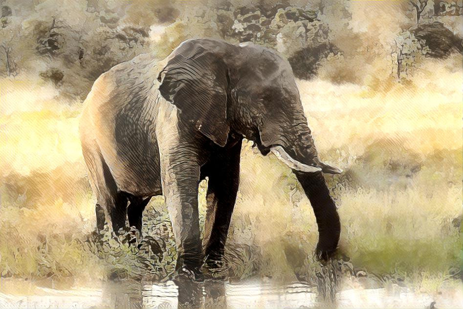 African Elephant