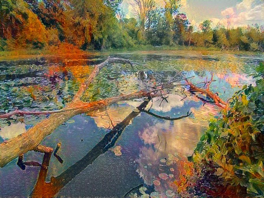 Reflections on a Lily Pond