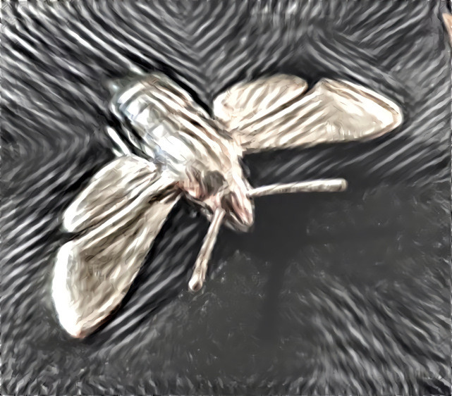 Striped Moth