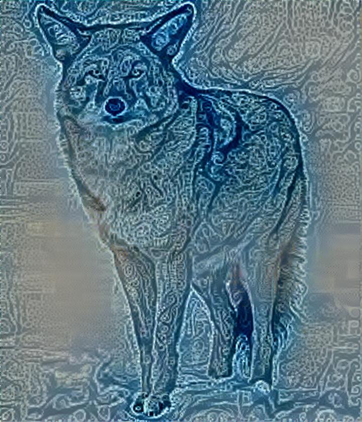 Paisley coyote