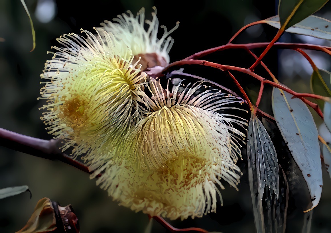 Gum-blossom, Australia