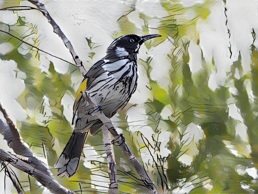 New Holland Honeyeater