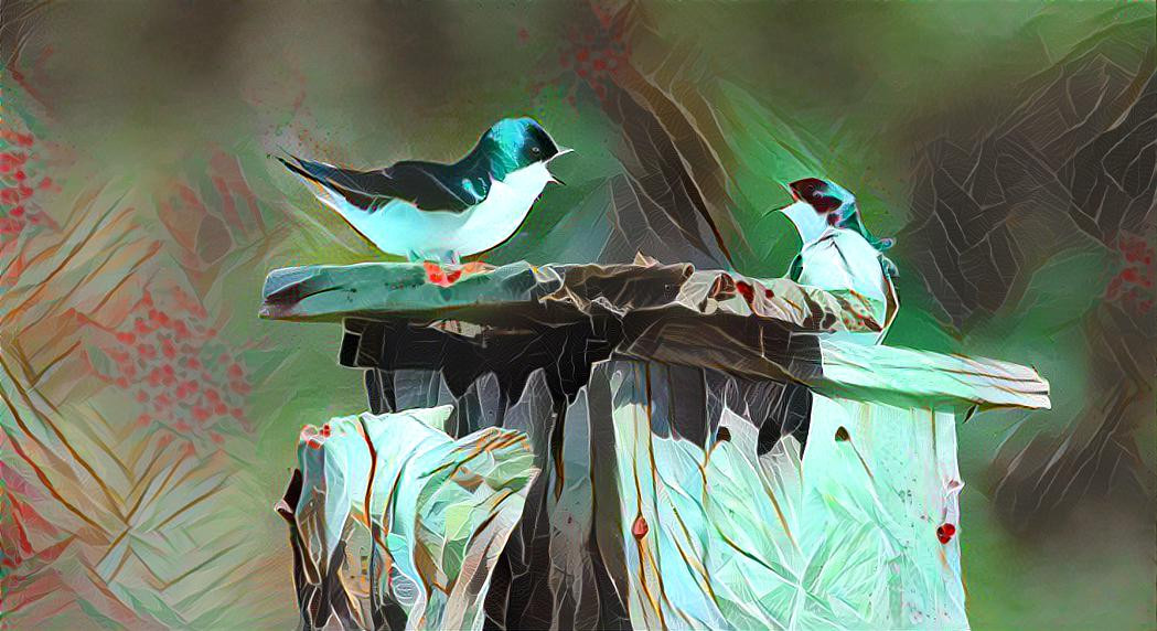 Tree Swallows 