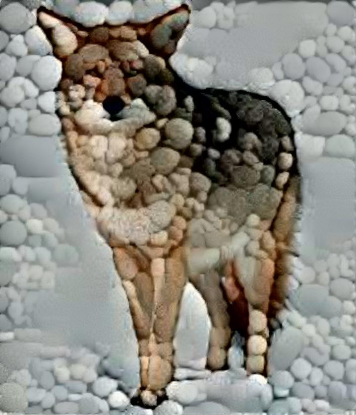 Stony coyote