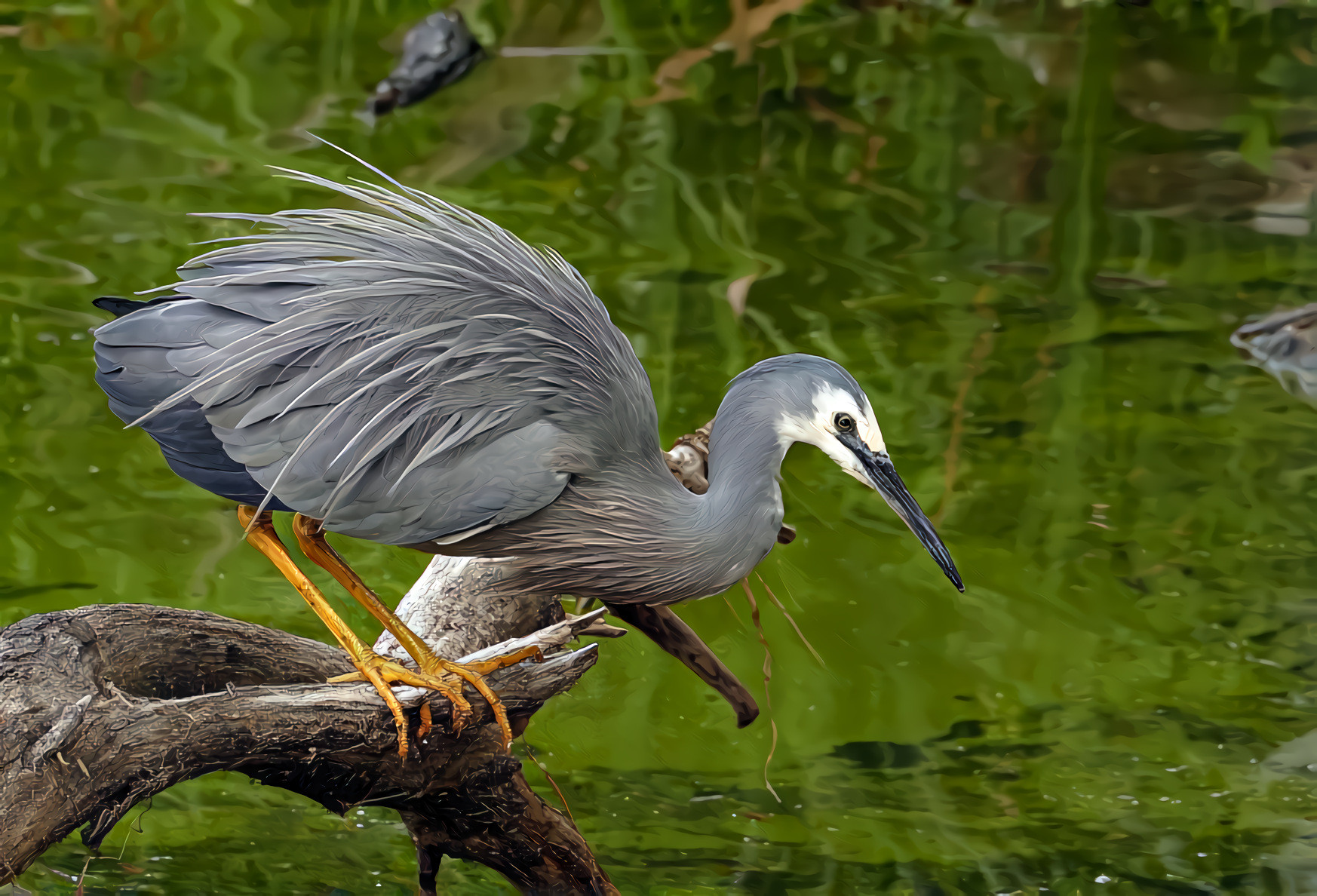 White Faced Heron