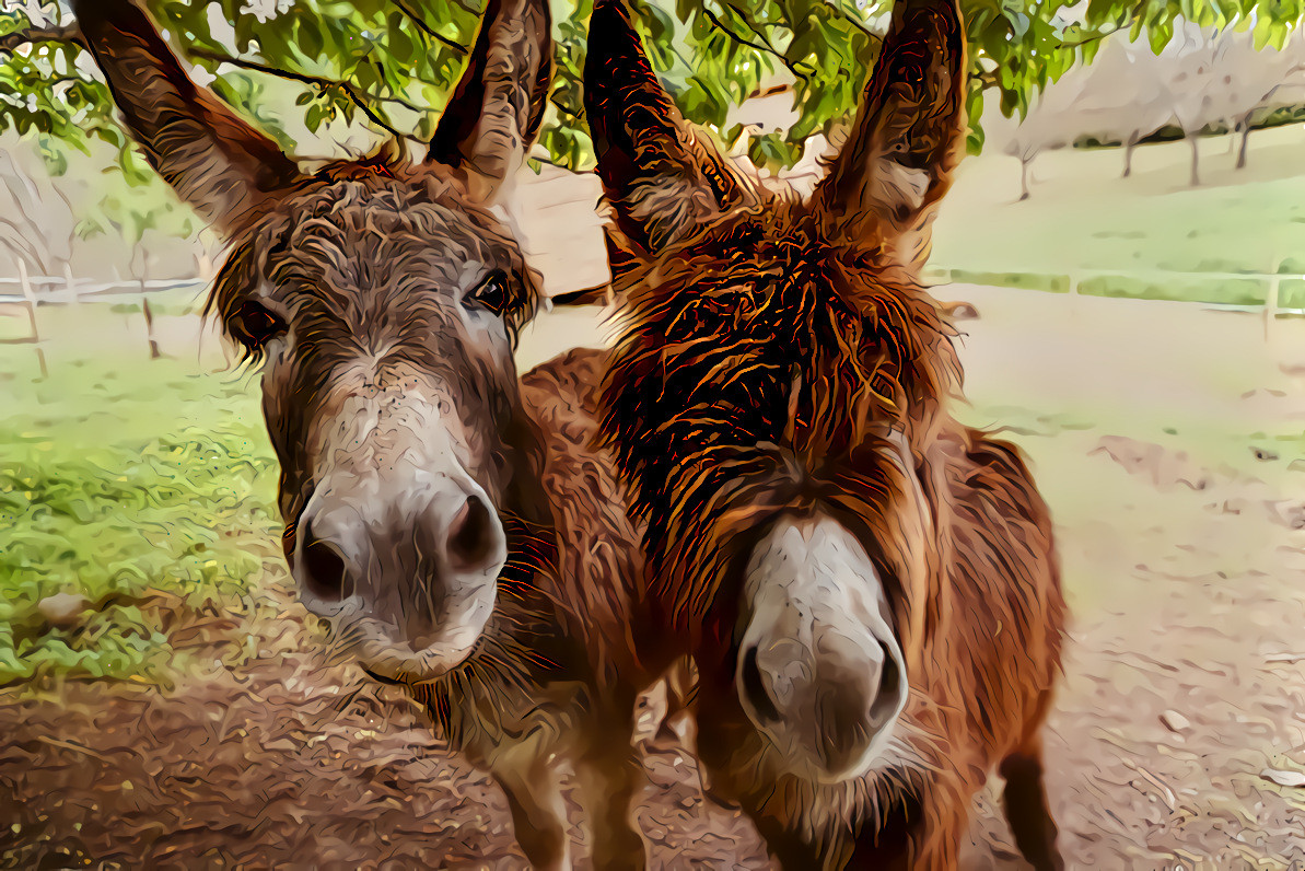 Old Friends. Source photo by Erwan Hesry on Unsplash.