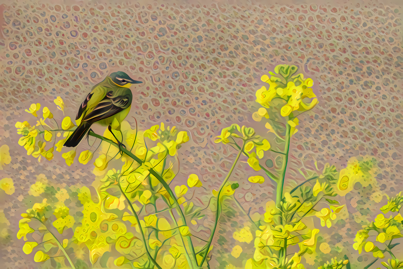 Yellow Flowers, Western Yellow Wagtail Bird